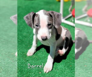 Mutt Dogs for adoption in Wenonah, NJ, USA