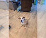 Small Photo #4 Mutt Puppy For Sale in Stratham, NH, USA