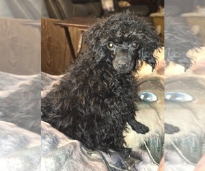 Poodle (Miniature) Puppy for sale in DYERSBURG, TN, USA