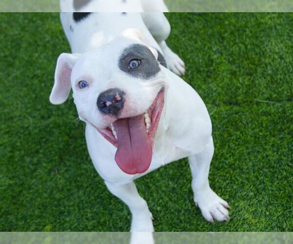 Medium Photo #2 American Staffordshire Terrier Puppy For Sale in Tallahassee, FL, USA