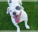 Small #1 American Staffordshire Terrier