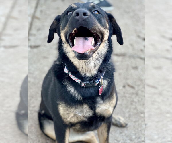 Medium Photo #3 Rottweiler-Unknown Mix Puppy For Sale in Houston, TX, USA