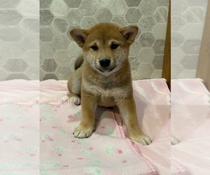 Shiba Inu Puppy for sale in CANOGA, NY, USA