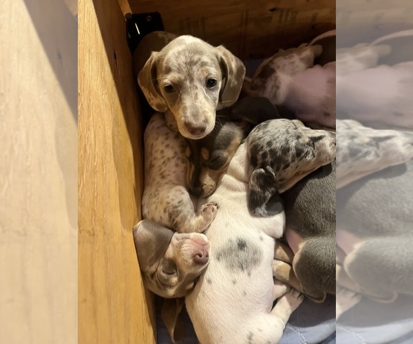 Medium Photo #31 Dachshund Puppy For Sale in LAKEBAY, WA, USA