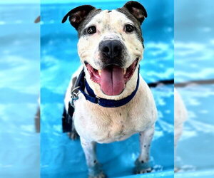 ICEY - Male American Pit Bull Terrier-Unknown Mix Dog for Adoption - Photo #2