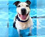 Small Photo #2 American Pit Bull Terrier-Unknown Mix Puppy For Sale in Ocala, FL, USA