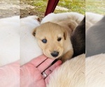 Small Photo #17 Goldendoodle-Siberian Husky Mix Puppy For Sale in DOUGLASVILLE, GA, USA