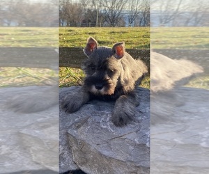 Schnauzer (Miniature) Puppy for sale in CANOGA, NY, USA