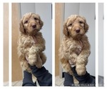 Puppy Orlando Goldendoodle