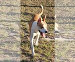 Small #5 Mutt