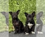 Small #12 Chihuahua Mix