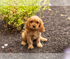 Cavalier King Charles Spaniel Puppy for sale in TOPEKA, IN, USA