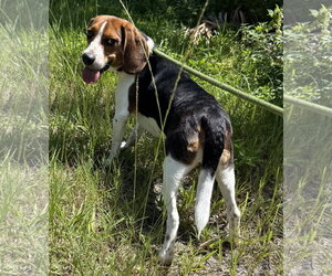 Beagle Dogs for adoption in Sanford, FL, USA