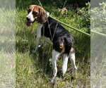Small Beagle