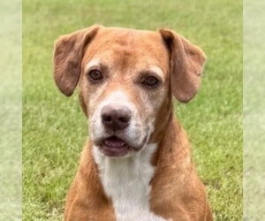 Labbe Dogs for adoption in Canton, CT, USA