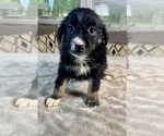 Puppy Girl 6 Australian Shepherd