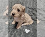 Small #4 Maltipoo (Miniature)
