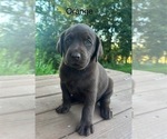 Small #4 Labrador Retriever