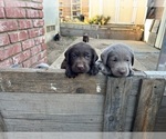 Small #1 Labrador Retriever