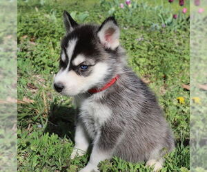 Medium Siberian Husky