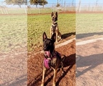 Small Photo #4 Belgian Malinois Puppy For Sale in SQUAW VALLEY, CA, USA