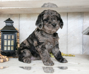 Medium Miniature Labradoodle