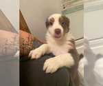 Small Photo #5 Australian Shepherd-Border-Aussie Mix Puppy For Sale in ORLANDO, FL, USA