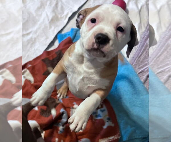 Medium Photo #4 American Staffordshire Terrier-Catahoula Leopard Dog Mix Puppy For Sale in Holly Springs, NC, USA