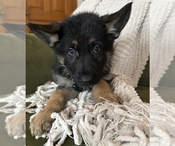 Medium Photo #3 German Shepherd Dog Puppy For Sale in PERKINSVILLE, VT, USA