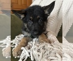 Small #2 German Shepherd Dog