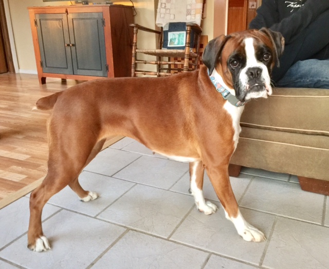 Medium Photo #1 Boxer Puppy For Sale in WATERTOWN, NY, USA