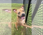 Small #2 American Pit Bull Terrier Mix