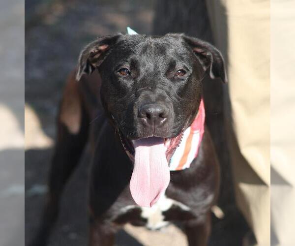 Medium Photo #1 American Staffordshire Terrier-Unknown Mix Puppy For Sale in San Antonio, TX, USA