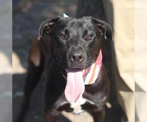 American Staffordshire Terrier-Unknown Mix Dogs for adoption in San Antonio, TX, USA