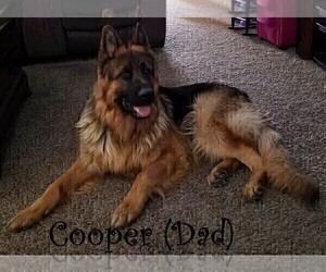 Father of the German Shepherd Dog puppies born on 05/25/2019
