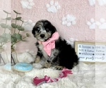 Small #1 Bernedoodle (Miniature)