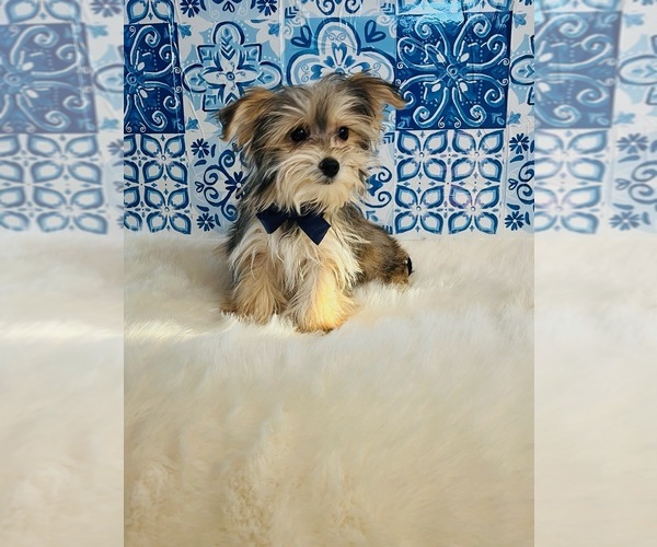 Medium Photo #2 Morkie Puppy For Sale in INDIANAPOLIS, IN, USA
