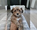 Puppy Ainslay Havanese