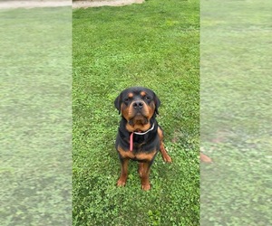 Rottweiler Puppy for sale in WASHINGTON, IN, USA