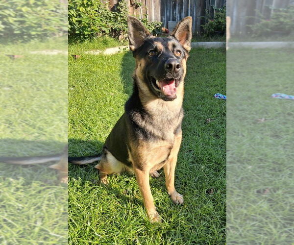 Medium Photo #1 German Shepherd Dog-Unknown Mix Puppy For Sale in Modesto, CA, USA