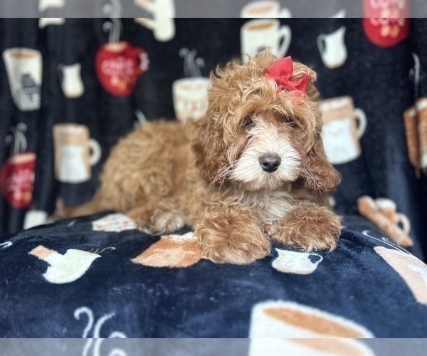 Medium Photo #8 Cock-A-Poo Puppy For Sale in LAKELAND, FL, USA