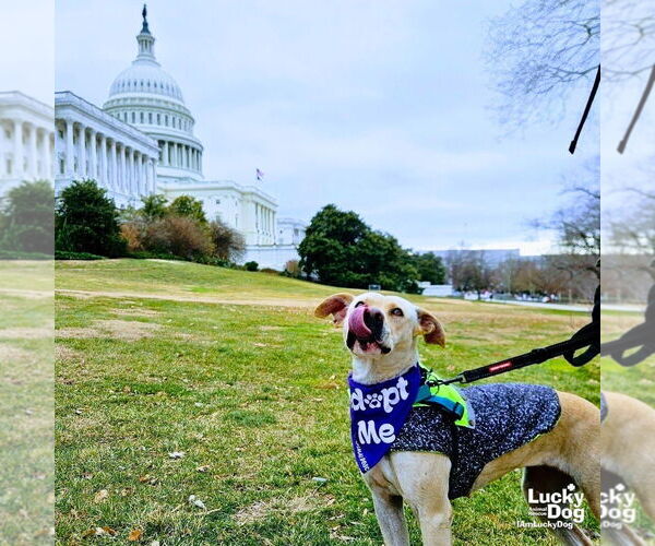 Medium Photo #7 Labrador Retriever-Retriever  Mix Puppy For Sale in Washington, DC, USA