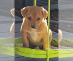 Small #3 Labrador Retriever Mix