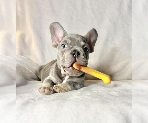Medium Photo #8 French Bulldog Puppy For Sale in STATEN ISLAND, NY, USA