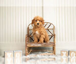 Small Photo #1 Poodle (Toy) Puppy For Sale in WARSAW, IN, USA