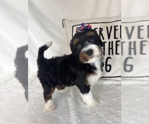 Bernedoodle Puppy for sale in GREENFIELD, IN, USA