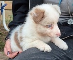 Puppy Sweet Jasper Border-Aussie