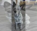 Small Mutt