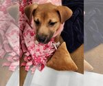 Small Photo #18 Black Mouth Cur-Unknown Mix Puppy For Sale in The Woodlands, TX, USA