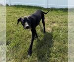 Small #3 Labrador Retriever Mix
